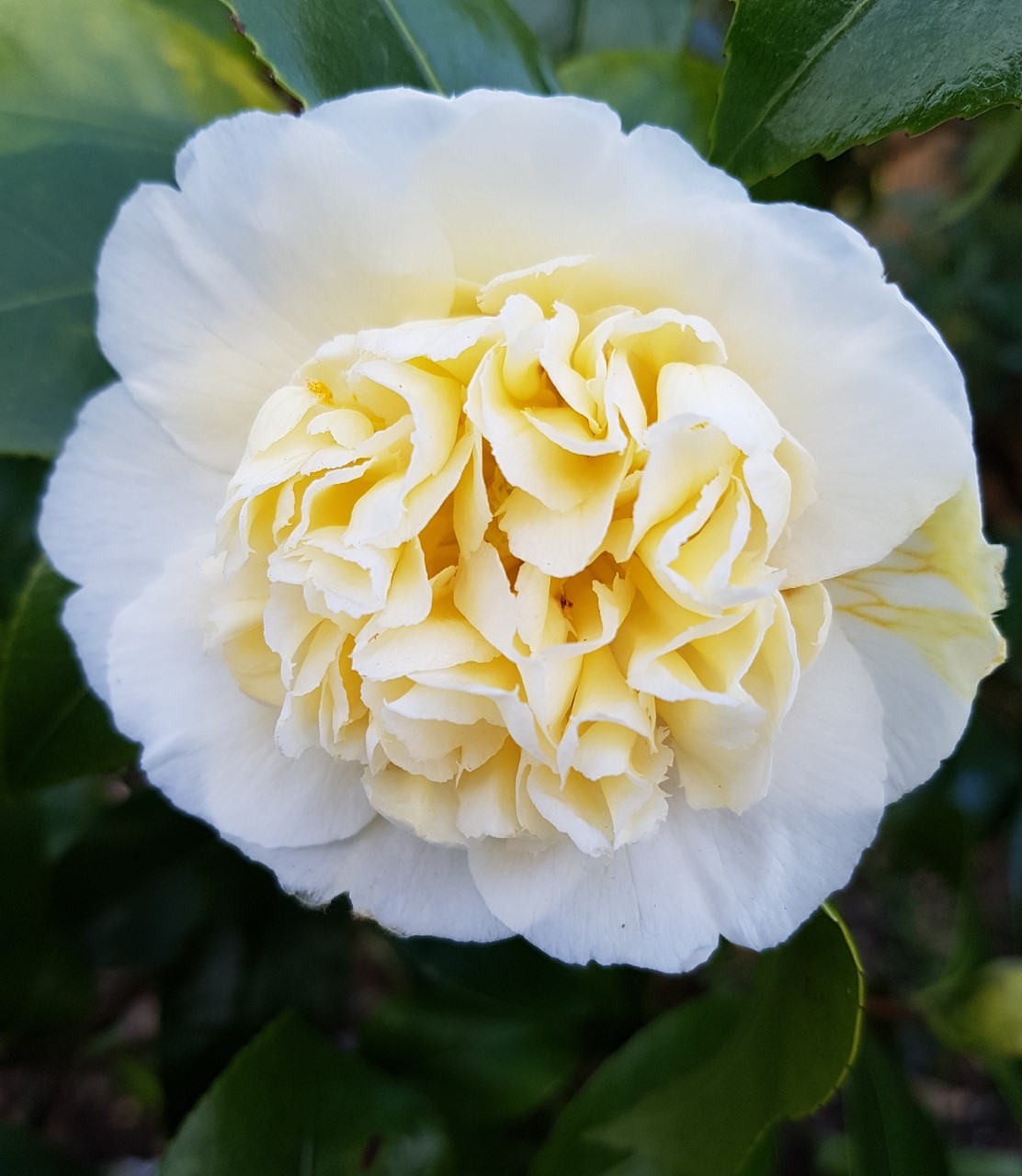 C. x williamsii 'Jury's Yellow' AGM